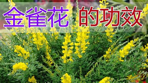 金雀花功效